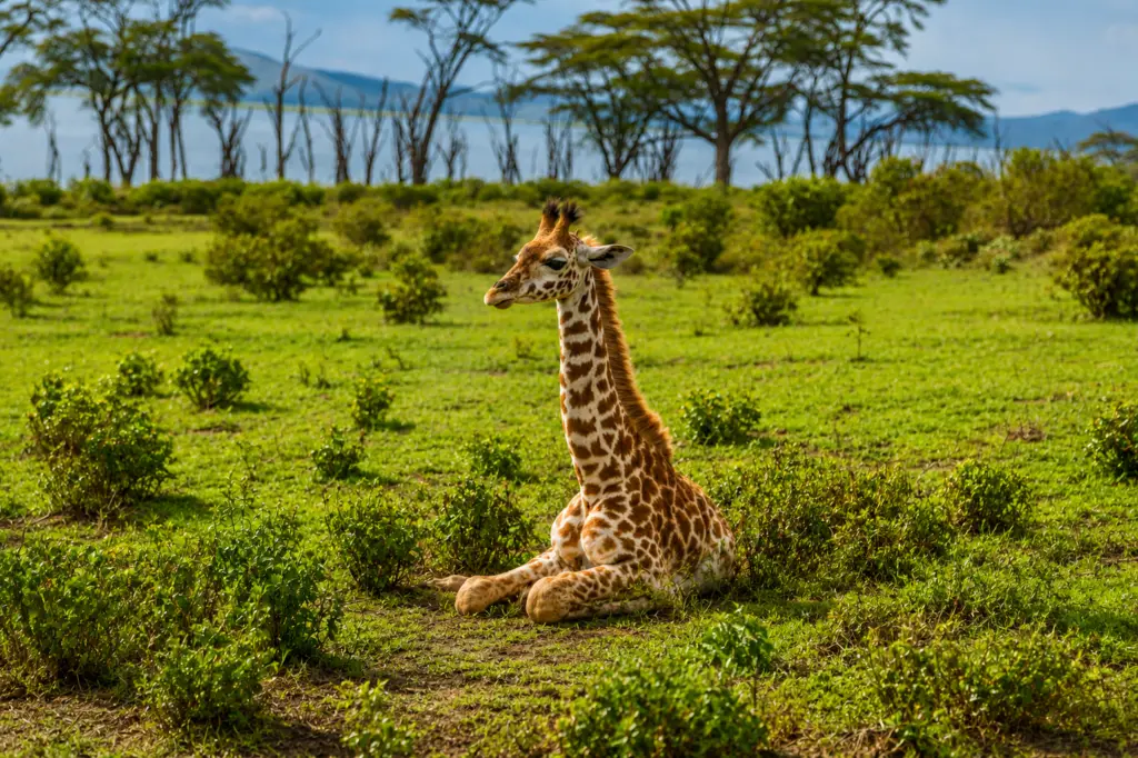 girafe